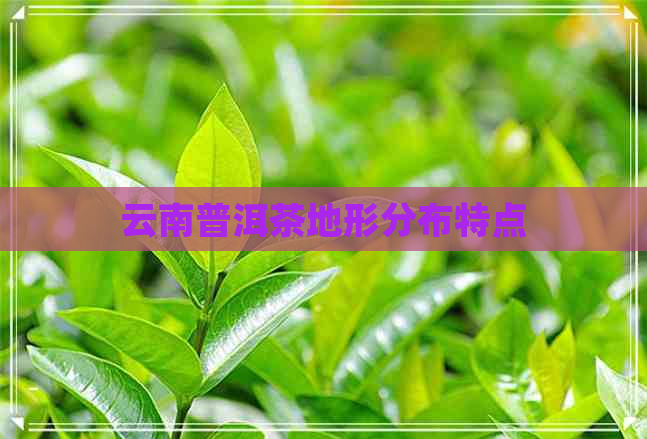 云南普洱茶地形分布特点