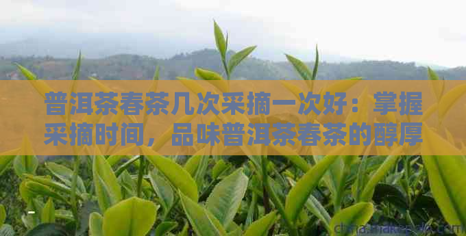 普洱茶春茶几次采摘一次好：掌握采摘时间，品味普洱茶春茶的醇厚口感