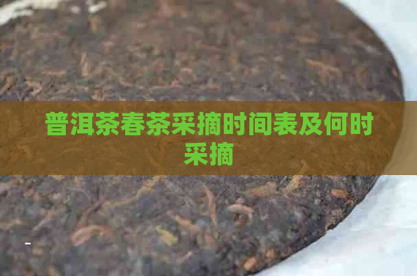 普洱茶春茶采摘时间表及何时采摘