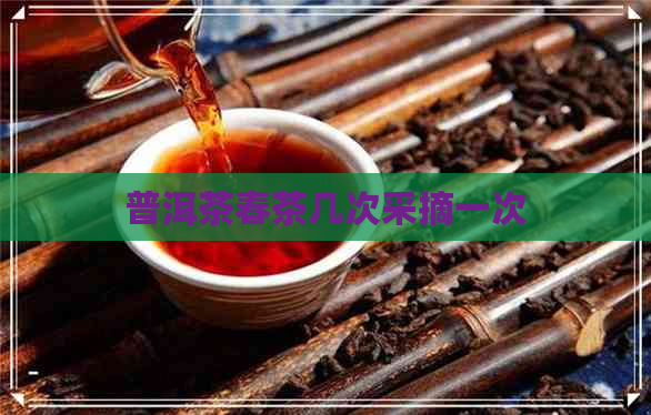 普洱茶春茶几次采摘一次