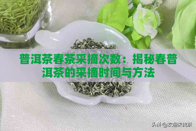 普洱茶春茶采摘次数：揭秘春普洱茶的采摘时间与方法