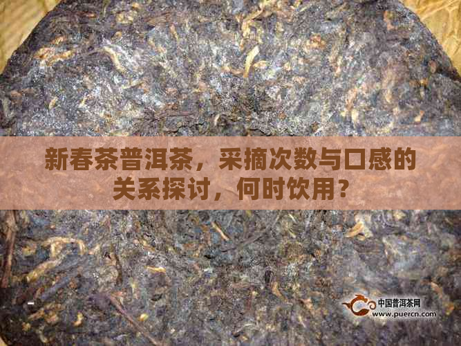 新春茶普洱茶，采摘次数与口感的关系探讨，何时饮用？