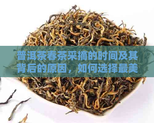 普洱茶春茶采摘的时间及其背后的原因，如何选择最美味的春茶？