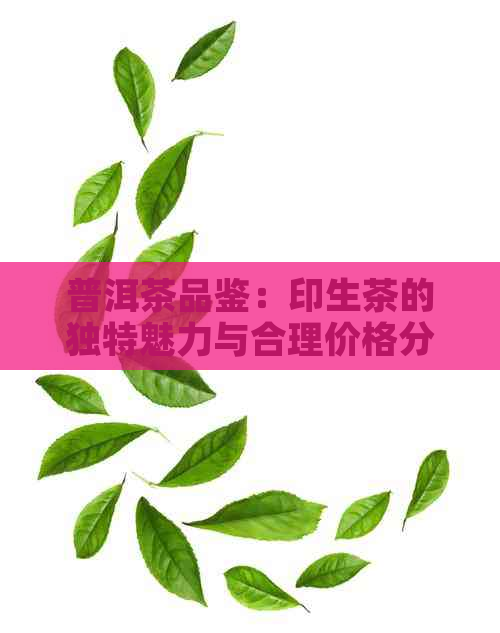 普洱茶品鉴：印生茶的独特魅力与合理价格分析