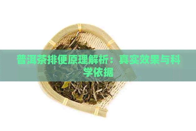 普洱茶排便原理解析：真实效果与科学依据