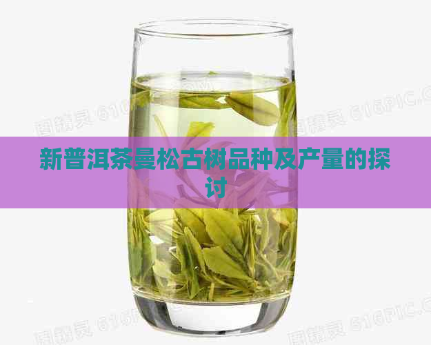 新普洱茶曼松古树品种及产量的探讨