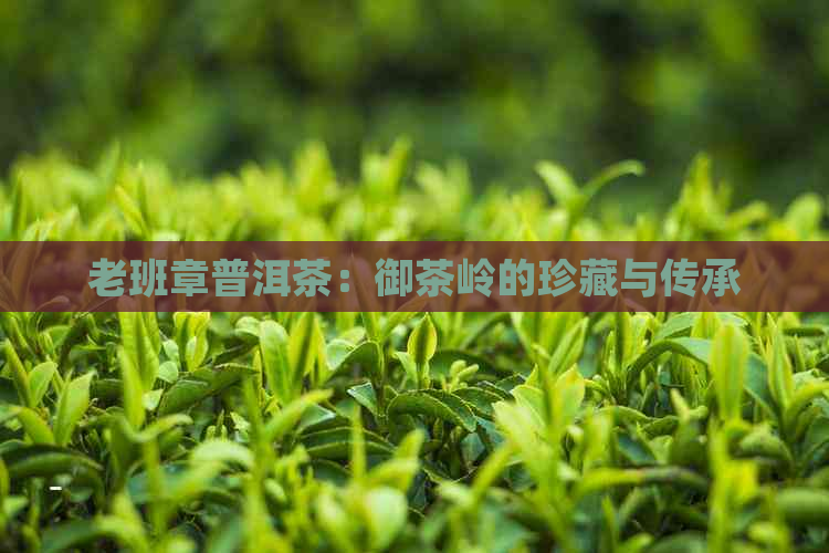 老班章普洱茶：御茶岭的珍藏与传承