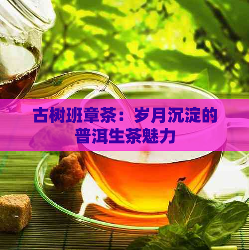 古树班章茶：岁月沉淀的普洱生茶魅力