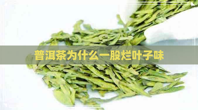 普洱茶为什么一股烂叶子味