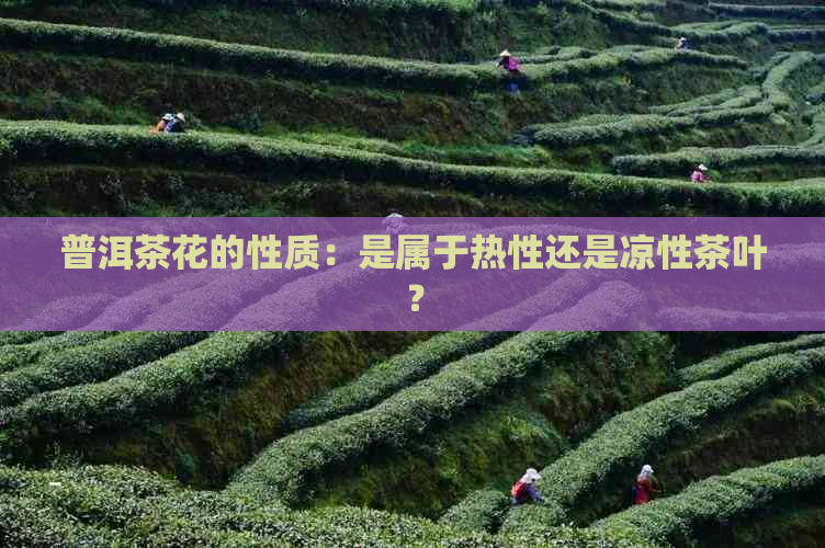 普洱茶花的性质：是属于热性还是凉性茶叶？