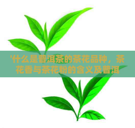 '什么是普洱茶的茶花品种，茶花香与茶花粉的含义及普洱茶花的功效作用'