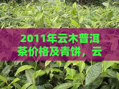 2011年云木普洱茶价格及青饼，云南思云木古茶饼简介