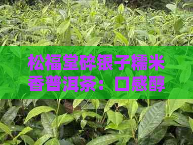 松福堂碎银子糯米香普洱茶：口感醇厚，回味悠长