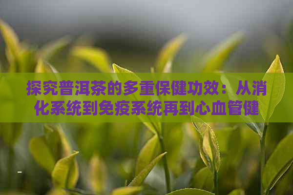 探究普洱茶的多重保健功效：从消化系统到免疫系统再到心血管健