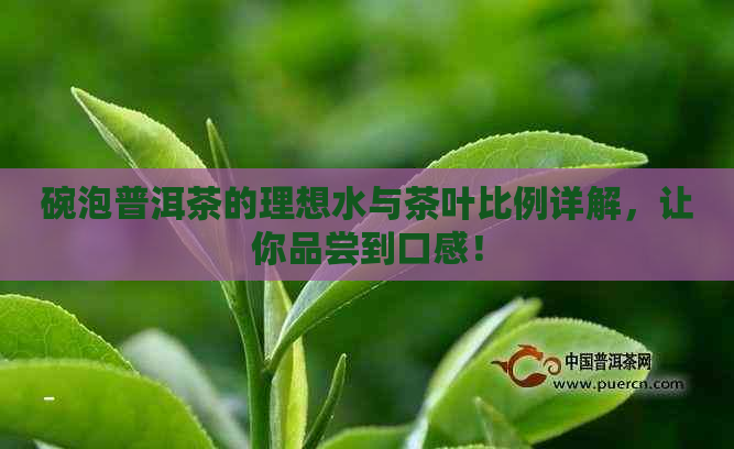 碗泡普洱茶的理想水与茶叶比例详解，让你品尝到口感！