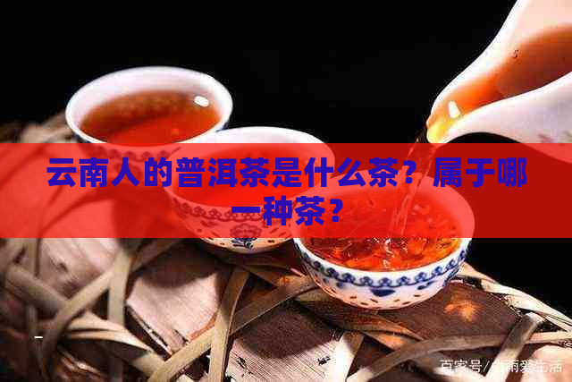 云南人的普洱茶是什么茶？属于哪一种茶？