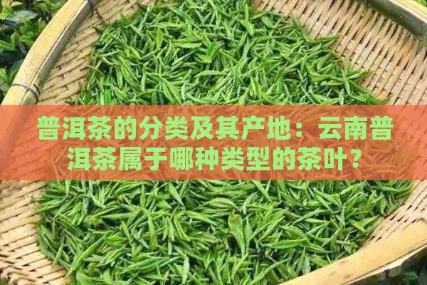 普洱茶的分类及其产地：云南普洱茶属于哪种类型的茶叶？