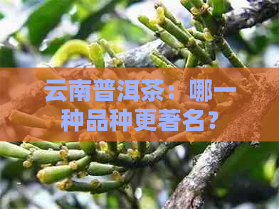 云南普洱茶：哪一种品种更著名？