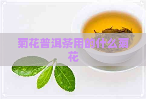 菊花普洱茶用的什么菊花