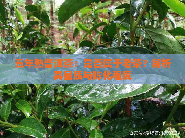 五年熟普洱茶：是否属于老茶？解析其品质与陈化程度