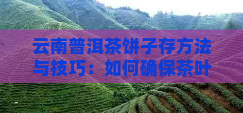 云南普洱茶饼子存方法与技巧：如何确保茶叶品质和保存时间？