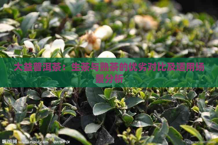 大益普洱茶：生茶与熟茶的优劣对比及适用场景分析