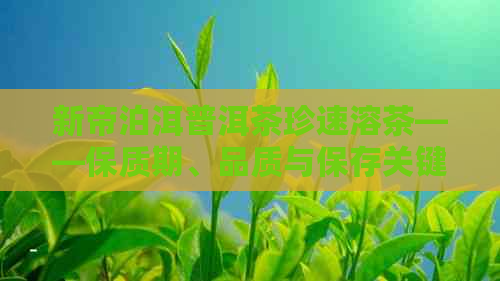 新帝泊洱普洱茶珍速溶茶——保质期、品质与保存关键指南