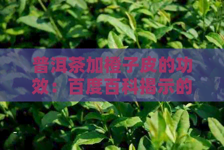 普洱茶加橙子皮的功效：百度百科揭示的惊人效益及食用安全性