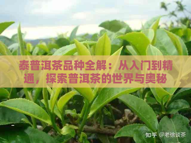 泰普洱茶品种全解：从入门到精通，探索普洱茶的世界与奥秘