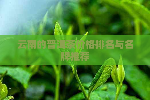 云南的普洱茶价格排名与名牌推荐