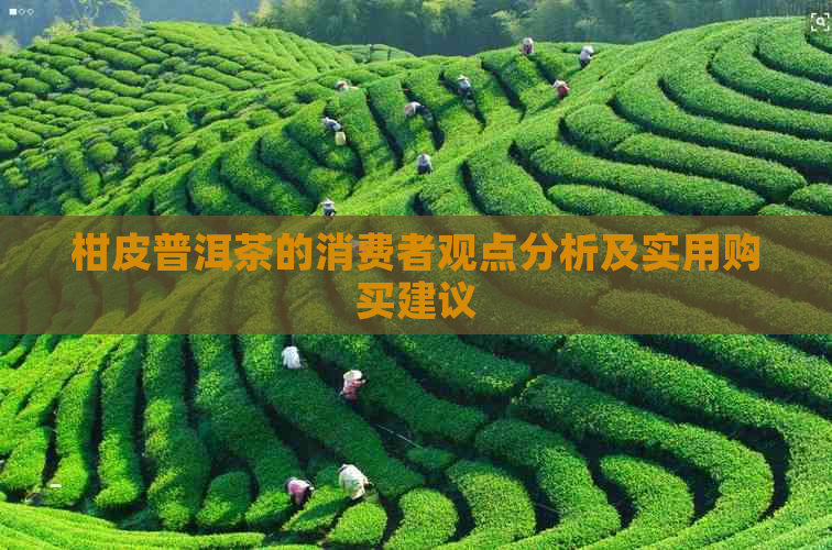 柑皮普洱茶的消费者观点分析及实用购买建议