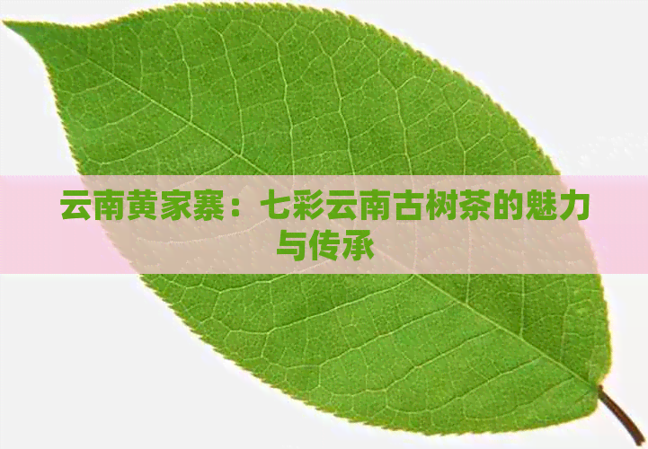 云南黄家寨：七彩云南古树茶的魅力与传承