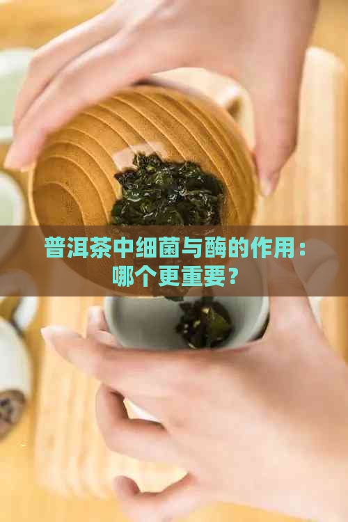 普洱茶中细菌与酶的作用：哪个更重要？