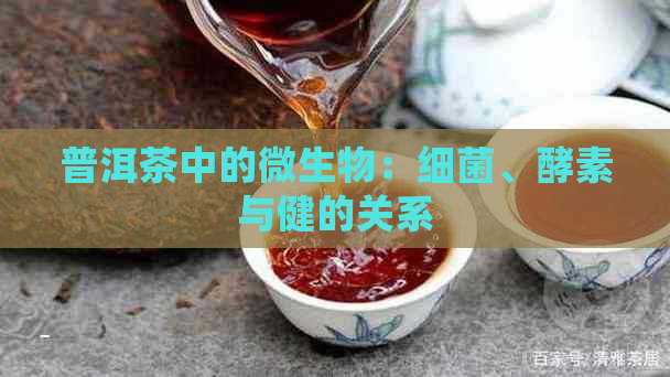 普洱茶中的微生物：细菌、酵素与健的关系