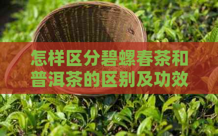 怎样区分碧螺春茶和普洱茶的区别及功效