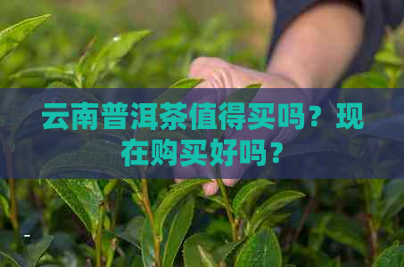 云南普洱茶值得买吗？现在购买好吗？