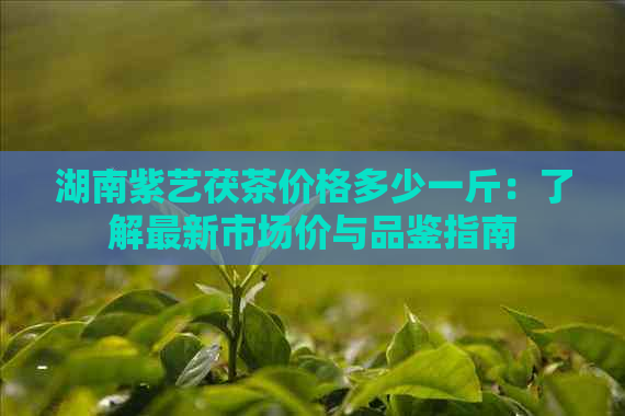 湖南紫艺茯茶价格多少一斤：了解最新市场价与品鉴指南