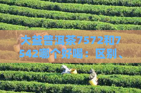 大益普洱茶7572和7542哪个好喝：区别、特点与比较