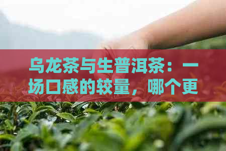 乌龙茶与生普洱茶：一场口感的较量，哪个更能打动你的味蕾？