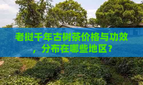 老挝千年古树茶价格与功效，分布在哪些地区？