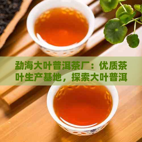 勐海大叶普洱茶厂：优质茶叶生产基地，探索大叶普洱茶的魅力与制作过程