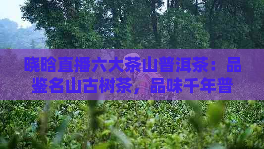 晓晗直播六大茶山普洱茶：品鉴名山古树茶，品味千年普洱韵