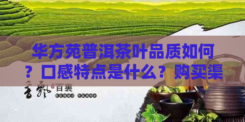 华方苑普洱茶叶品质如何？口感特点是什么？购买渠道和价格分析