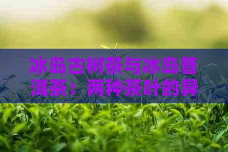 冰岛古树茶与冰岛普洱茶：两种茶叶的异同及其区别解析