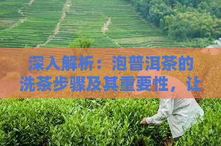 深入解析：泡普洱茶的洗茶步骤及其重要性，让你品茗更专业