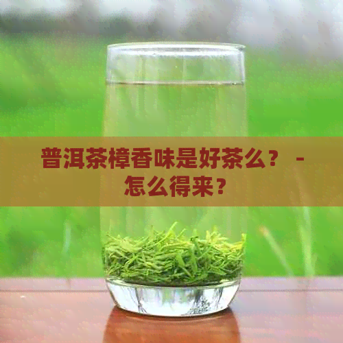 普洱茶樟香味是好茶么？ - 怎么得来？