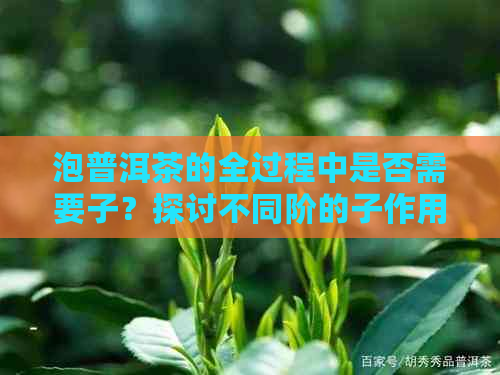 泡普洱茶的全过程中是否需要子？探讨不同阶的子作用与影响