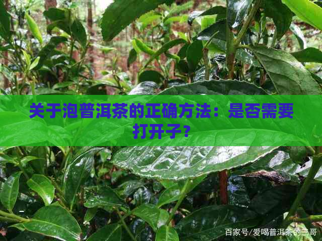 关于泡普洱茶的正确方法：是否需要打开子？