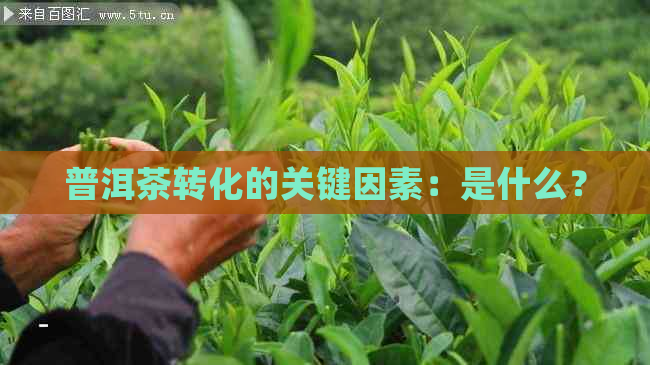 普洱茶转化的关键因素：是什么？