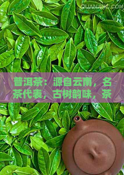 普洱茶：源自云南，名茶代表，古树韵味，茶艺魅力，品鉴之道